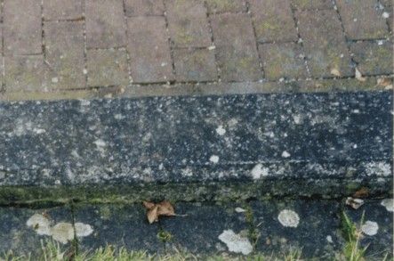 Flechten Entfernen Von Steinoberflachen Wie Terrasse Gehweg Garage