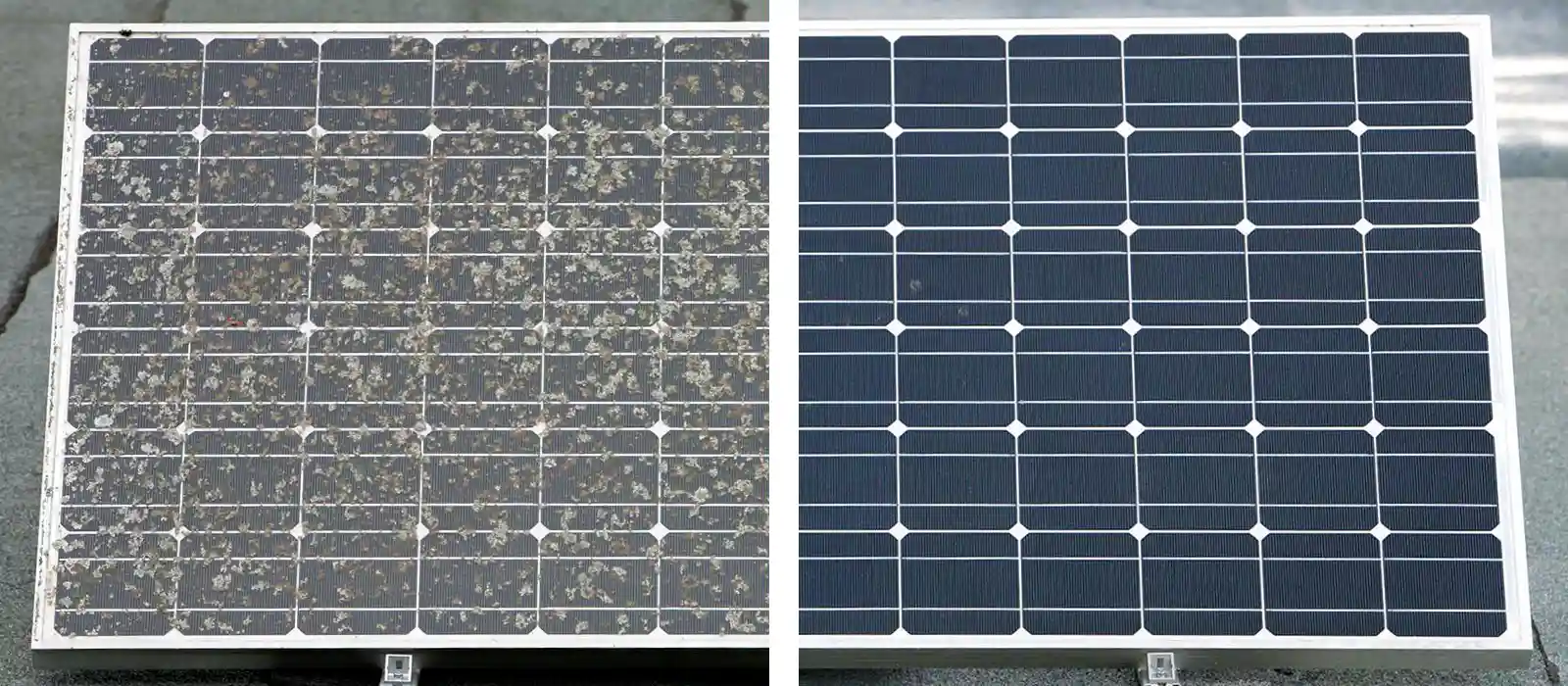 Flechten entfernen von einem Solarmodul mit AGO Quart Kundenbilder
